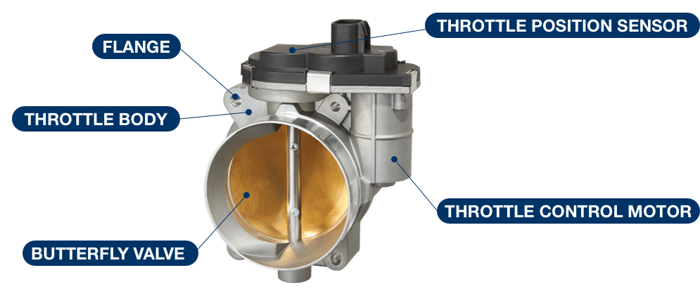 Major ETB components diagram like throttle position sensor, flange, throttle body, throttle control motor and butterfly valve